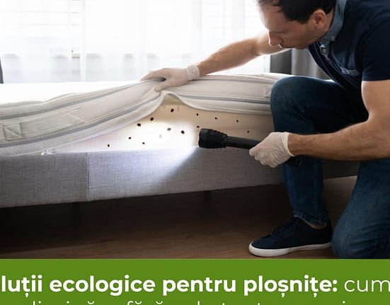 Soluții ecologice pentru ploșnițe: cum le eliminăm fără substanțe agresive