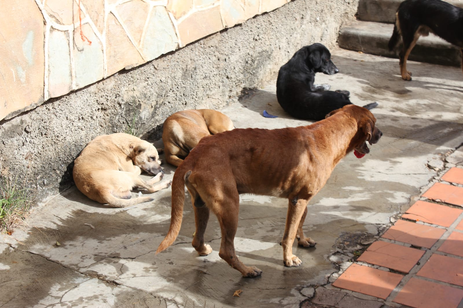 Dincolo de mitul hingherului. Ce înseamnă cu adevărat sterilizarea câinilor fără stăpân /video