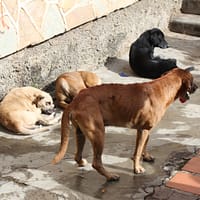 Dincolo de mitul hingherului. Ce înseamnă cu adevărat sterilizarea câinilor fără stăpân /video