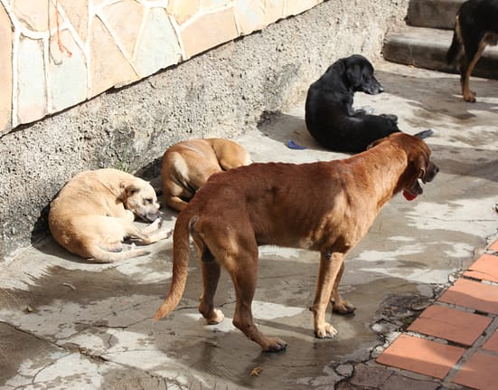 Dincolo de mitul hingherului. Ce înseamnă cu adevărat sterilizarea câinilor fără stăpân /video