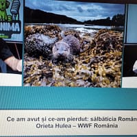 Sălbăticia pierdută a României. Orieta Hulea, directoarea WWF-România, la DC Anima