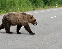 Motociclist străin, mușcat de urs pe Transfăgărășan în timp ce era oprit în coloană