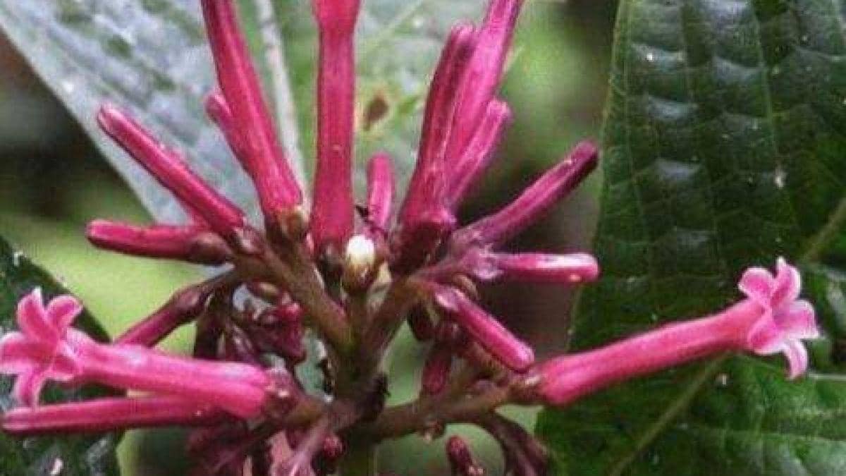 De la dispariție la speranță. O plantă rară a fost găsită în Himalaya
