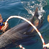 Terapia cu delfini
