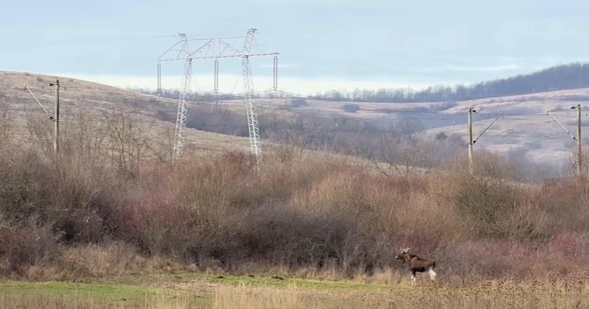 Un animal misterios dispărut din România, surprins în pădurile județului Hunedoara. Ce spun specialiștii despre descoperirea neașteptată