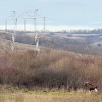 Un animal misterios dispărut din România, surprins în pădurile județului Hunedoara. Ce spun specialiștii despre descoperirea neașteptată
