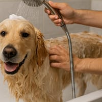 Cât de des trebuie să-i faci baie câinelui tău? Ce spun experții veterinari