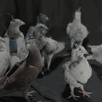 Rușii testează „porumbei-spioni” controlați prin cipuri cerebrale. Biodronele lui Putin ridică întrebări sumbre despre etică și militarizare