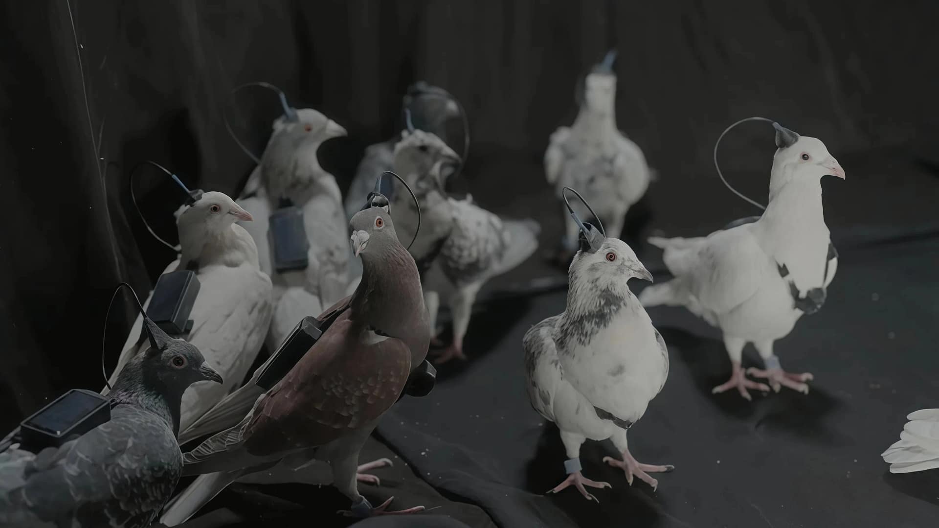 Porumbei cu cip cerebral/FOTO:X