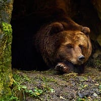 Ar trebui să ne temem de urșii din Carpați? „Uneori e un moșneag bondoc. Alteori atacă fără motiv”