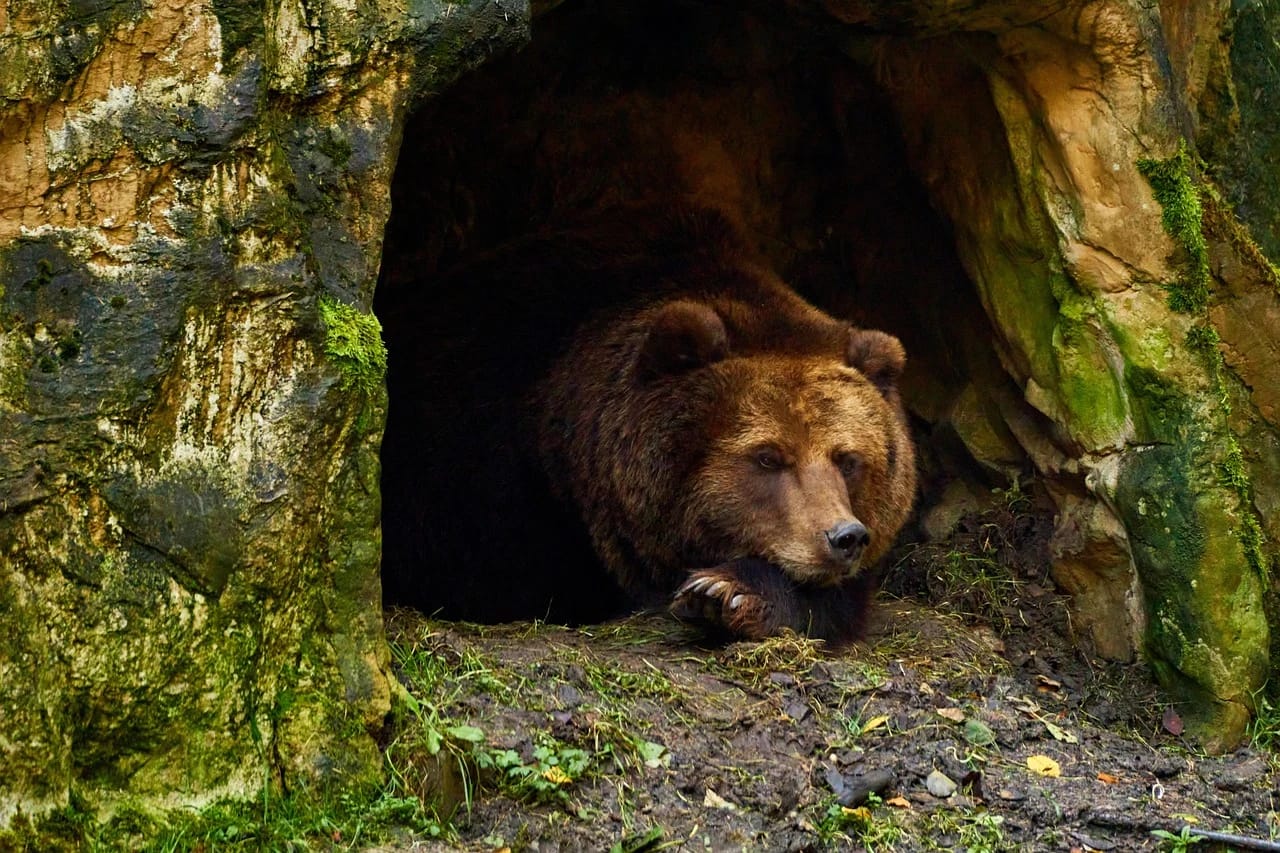 Urs brun. Foto: Pixabay.com