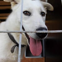 Reguli noi pentru adăposturile de câini: transmisii live non-stop și poze cu cățeii capturați