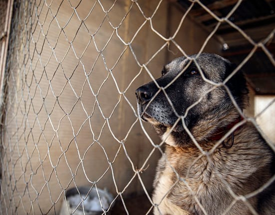 Tânăr de 21 de ani, cu răni grave după ce a fost atacat în Munții Făgăraș de câini din rasa Kangal
