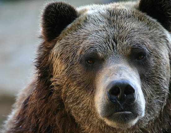 Mesaj RO-Alert după ce a fost semnalată prezența unui urs în curtea unei școli din Alba