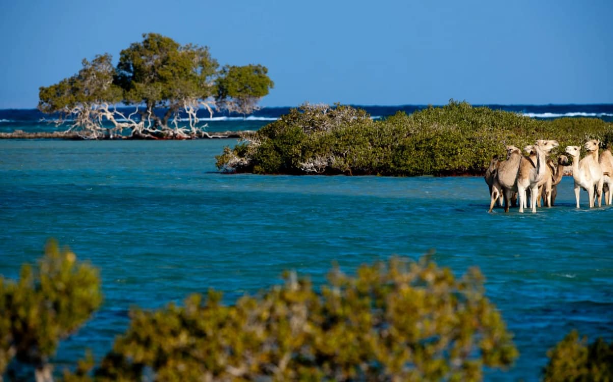 Cămile în Marea Roșie, în Egipt, la Marsa Alam Foto Arhiva Adevărul