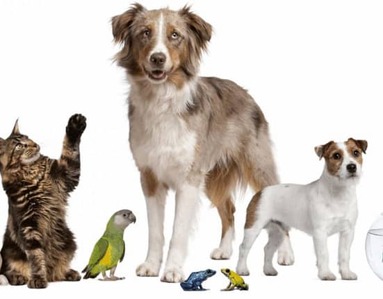 Terapia cu animale chiar funcționează?