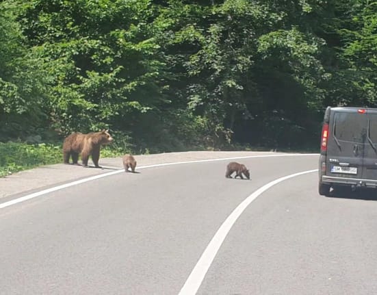 Secretul mortal de pe Transfăgărășan: „Ursul nu e pisică”. Bâlciul „milogilor” ucigași de turiști