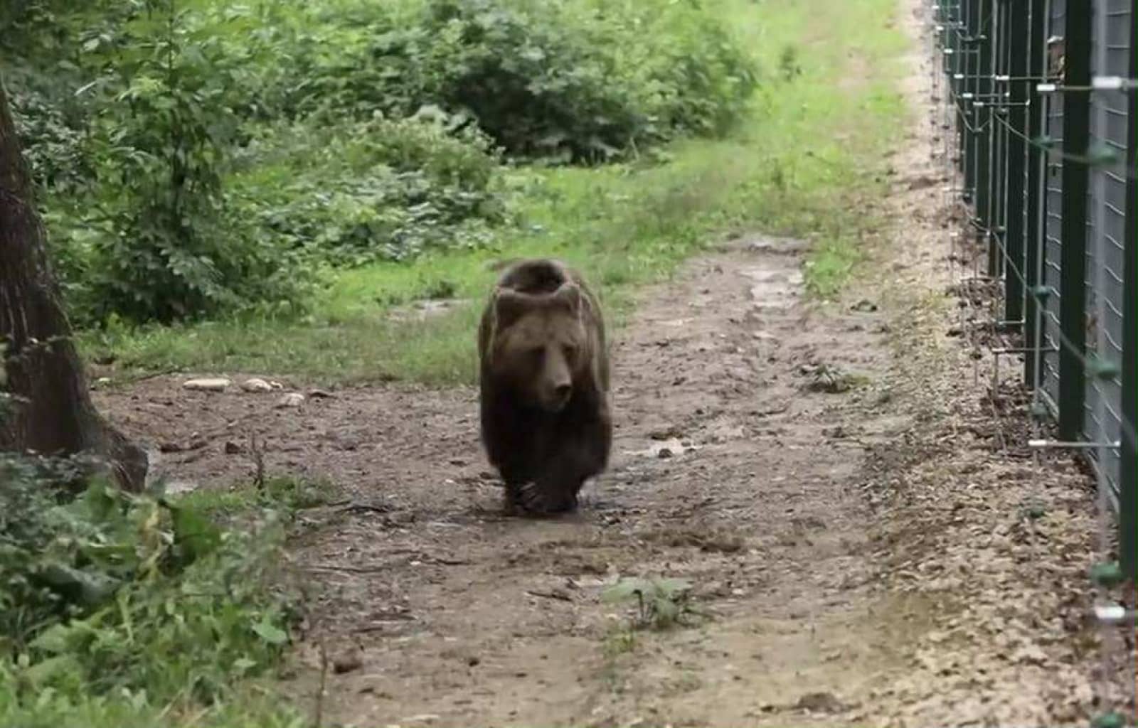 Mogly, o ursoaică trăită 13 ani în captivitate, nu reușește să se bucure încă de libertate. Imagini sfâșietoare cu animalul (VIDEO)