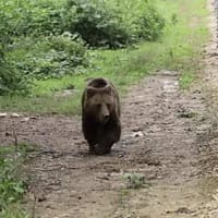 Mogly, o ursoaică trăită 13 ani în captivitate, nu reușește să se bucure încă de libertate. Imagini sfâșietoare cu animalul (VIDEO)