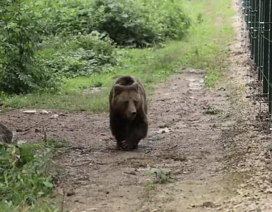 Mogly, o ursoaică trăită 13 ani în captivitate, nu reușește să se bucure încă de libertate. Imagini sfâșietoare cu animalul (VIDEO)