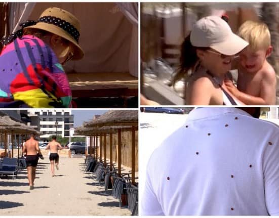 Invazie de buburuze pe litoral. Ce spun specialiștii