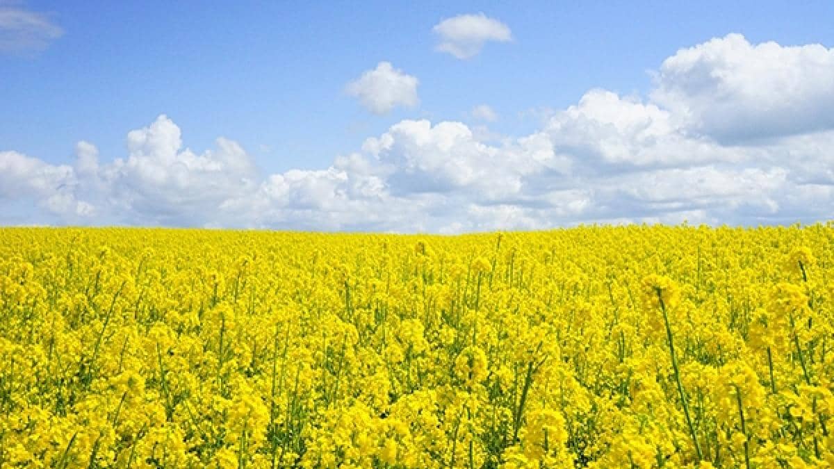 Fermierii români sporesc securitatea alimentară prin cultivarea rapiței