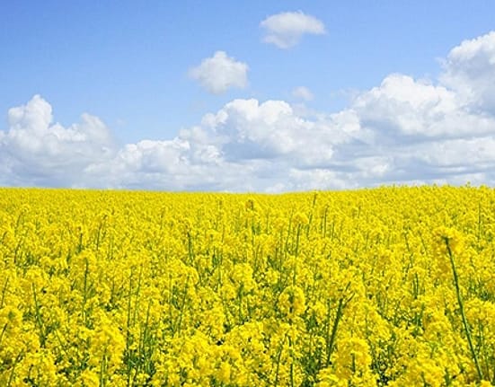 Fermierii români sporesc securitatea alimentară prin cultivarea rapiței