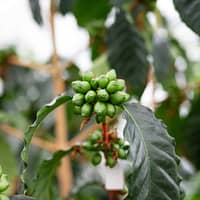 Cafeaua dezvoltată în Franța, cultivată în Mexic și băută în România