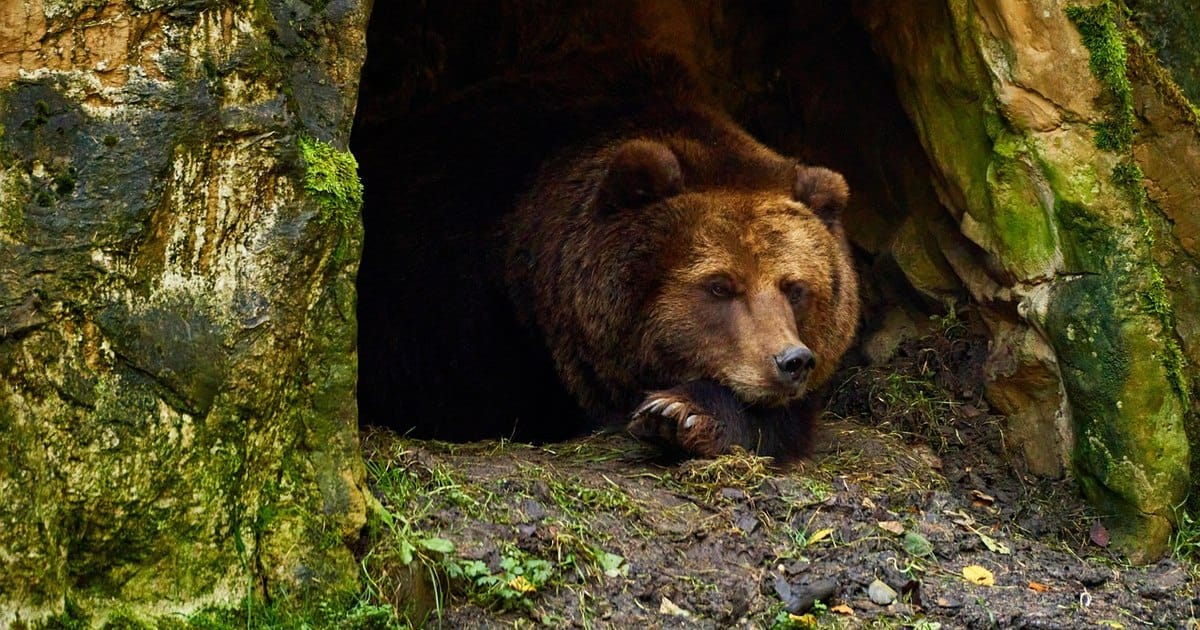 Ar trebui să ne temem de urșii din Carpați? „Uneori e un moșneag bondoc. Alteori atacă fără motiv”
