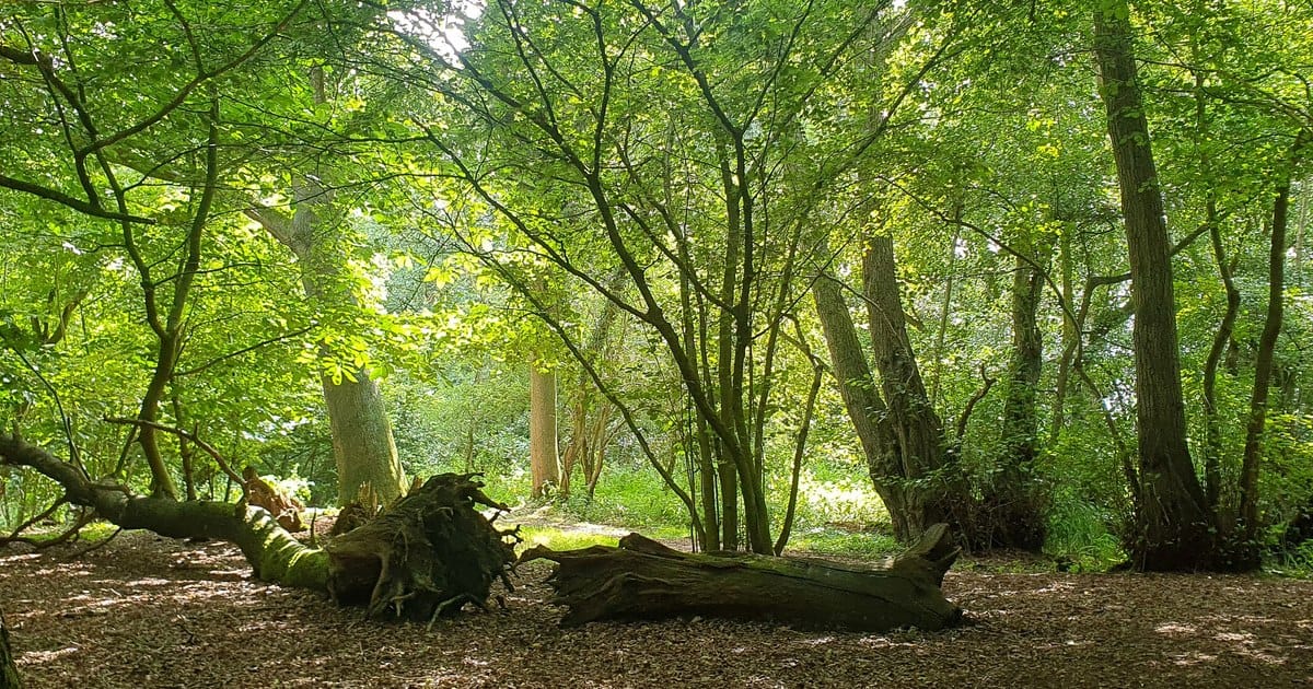 Animalul care reapare în Europa după 400 de ani de absență: surprins în timp ce își construia adăpostul și strângea provizii pentru iarnă