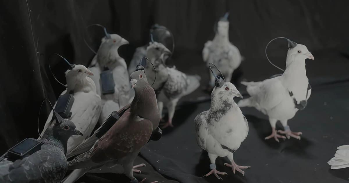 Rușii testează „porumbei-spioni” controlați prin cipuri cerebrale. Biodronele lui Putin ridică întrebări sumbre despre etică și militarizare