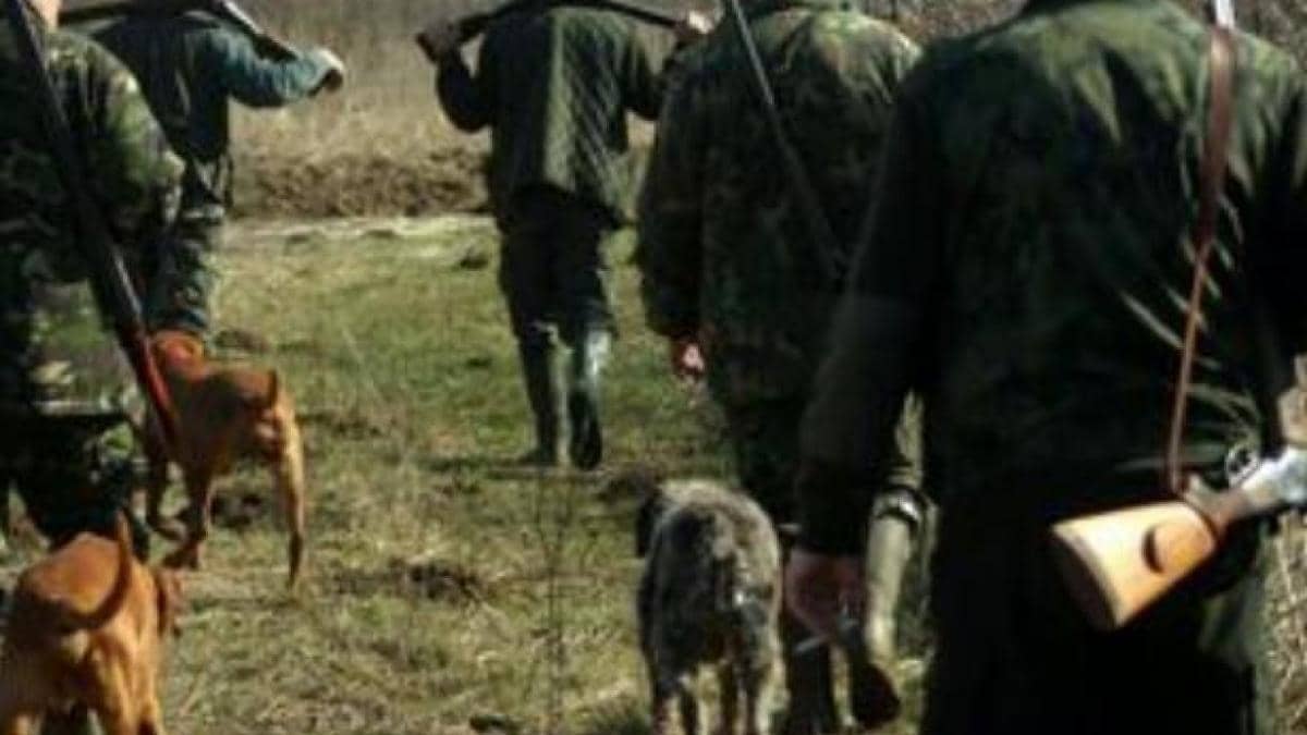 Vânătoare ilegală într-o pădure din Gorj. Doi mistreți au fost împușcați