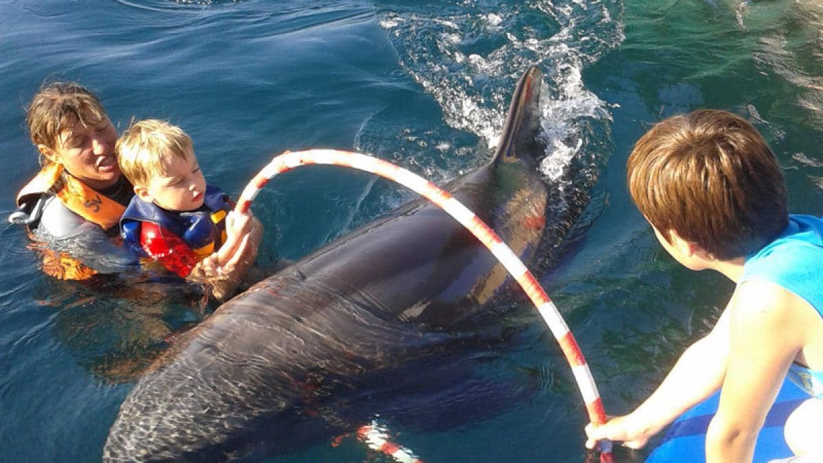 Terapia cu delfini