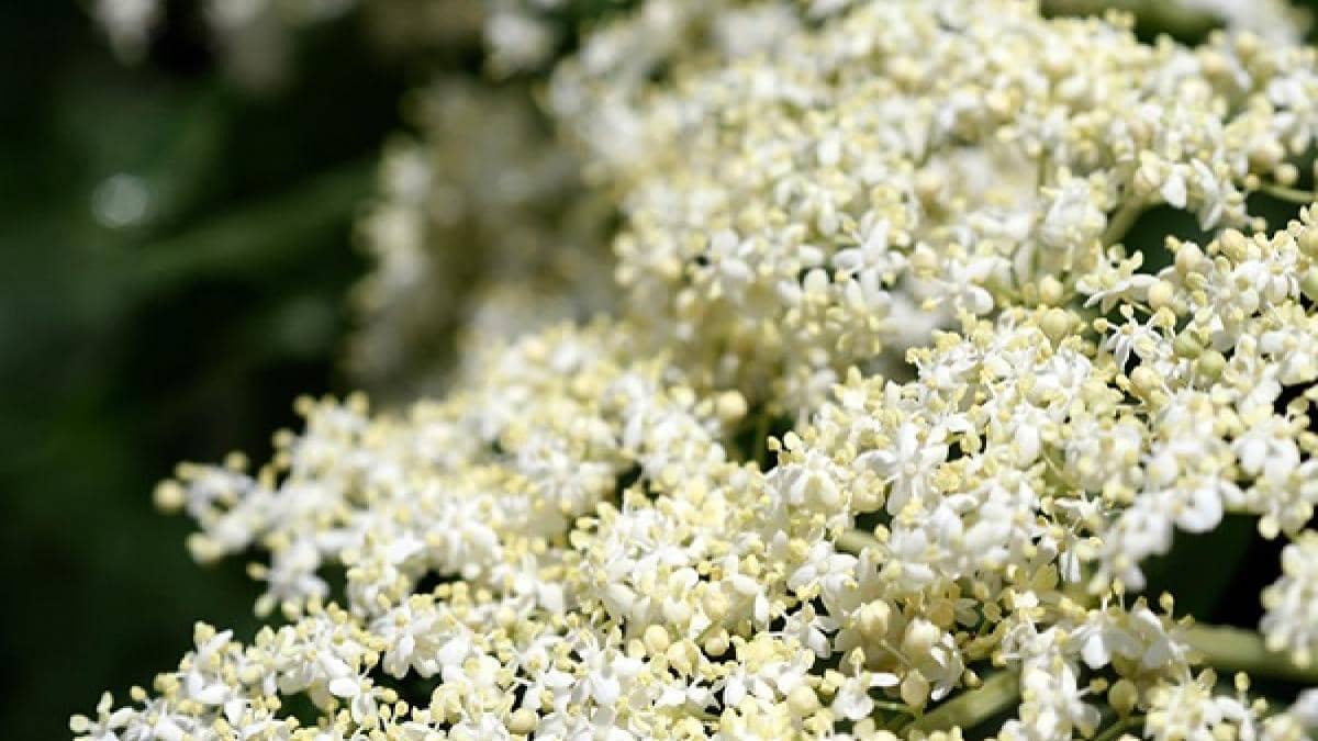 Detox natural cu flori de soc: beneficii uimitoare pentru sănătate și 3 rețete tradiționale