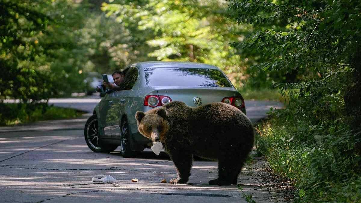 Amenzi de până la 12.000 de euro pentru un selfie cu ursul