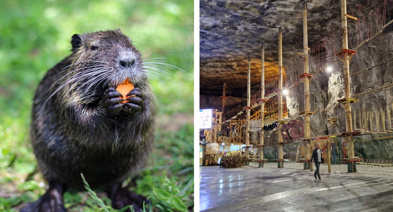 Am salvat castorii, am pierdut salina Praid. Când legile pentru animale ignoră oamenii, pierdem toți!