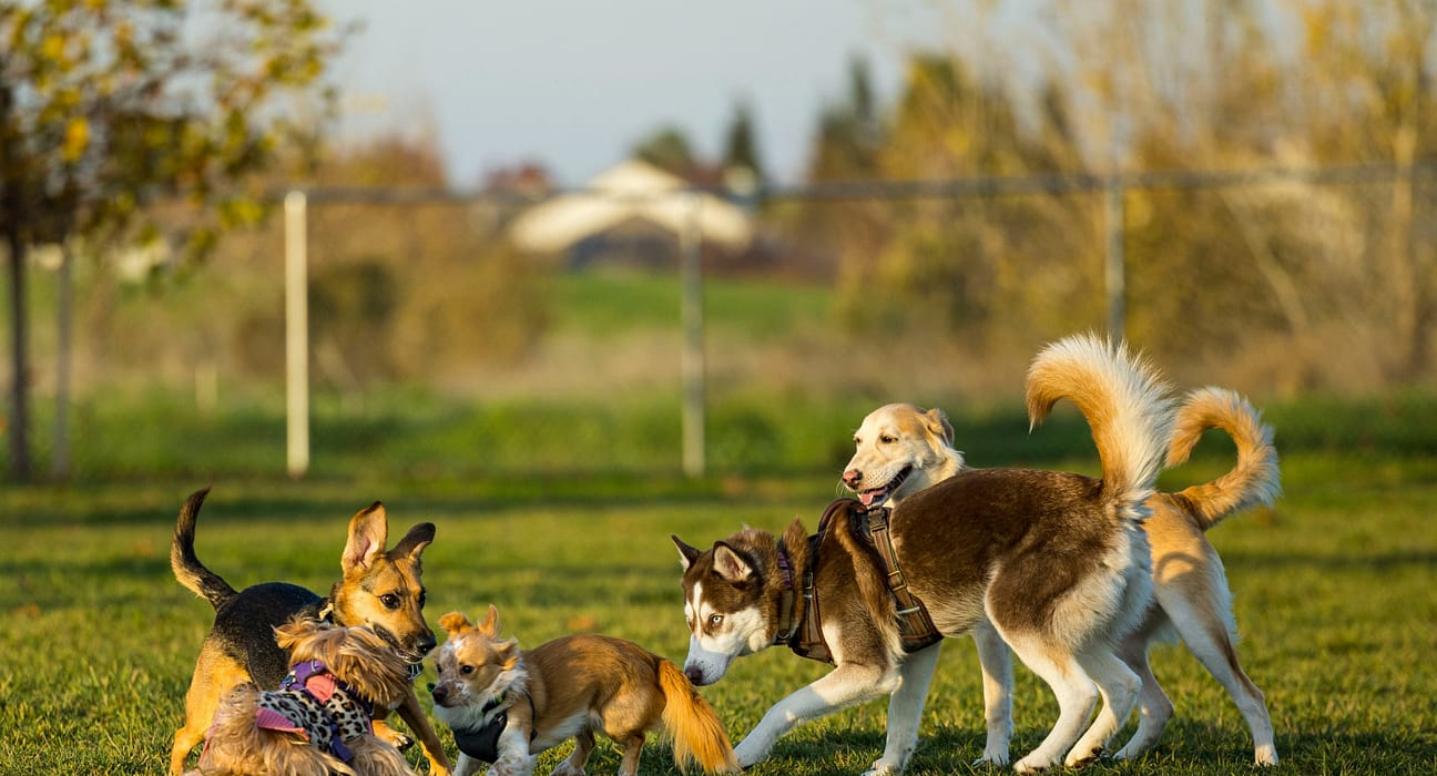 Avertisment pentru stăpânii de câini: aceste rase iubite riscă probleme grave de sănătate. Explicațiile unui medic veterinar