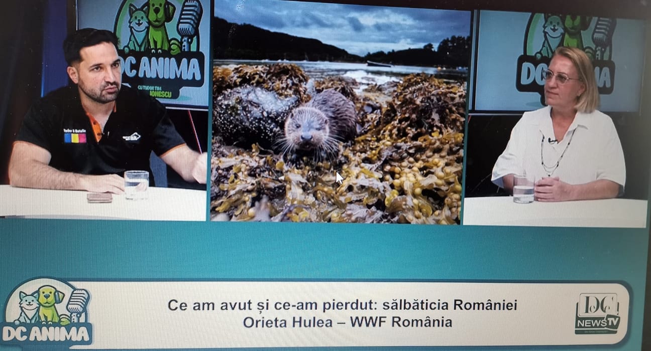 Sălbăticia pierdută a României. Orieta Hulea, directoarea WWF-România, la DC Anima