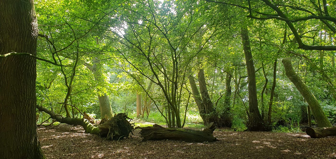 Castorul a fost observat în rezervație FOTO: rezervația Pensthorpe/FB