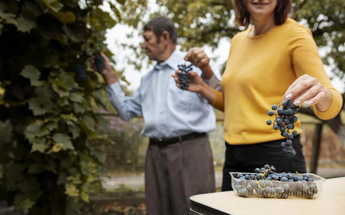 Strugurii sunt considerați de unii oameni de știință drept un superaliment. Foto: Freepik.com
