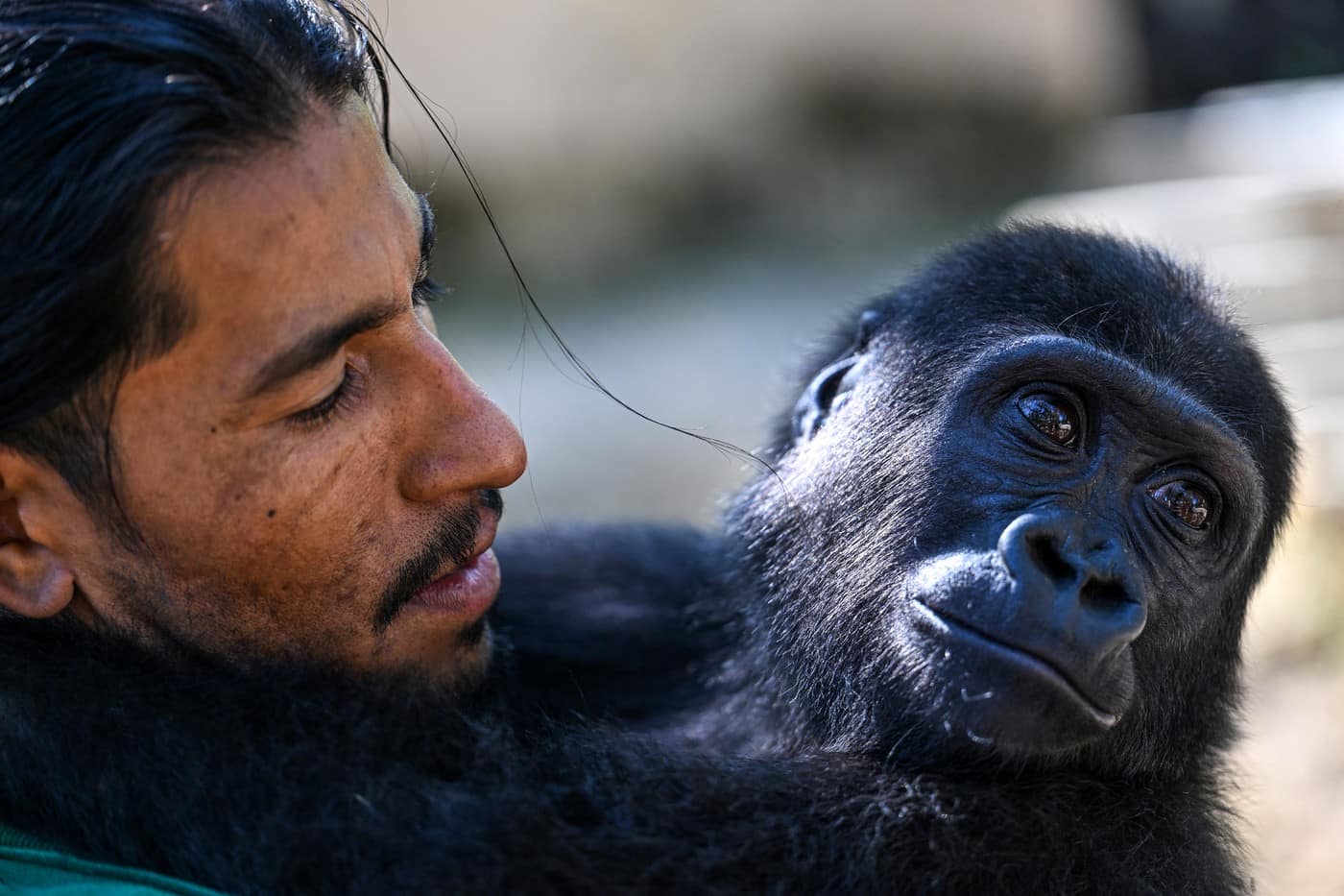 Un pui de gorilă, subiect de dispută între Turcia și Nigeria. „Nu există nicio logică în acțiunile guvernului turc”