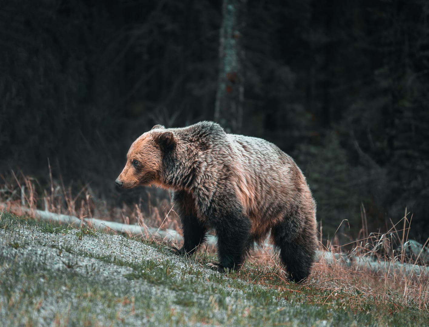 Bărbat atacat de urs în timp ce lucra pe câmp