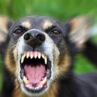 Sfaturi pentru părinți. Ce trebuie să faci dacă pe copilul tău îl mușcă un câine