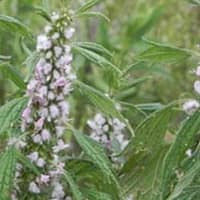 Talpa Gâștei, planta minune care calmează nu doar oamenii, ci și animalele