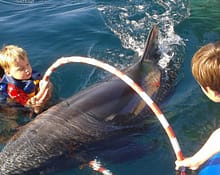 Terapia cu delfini