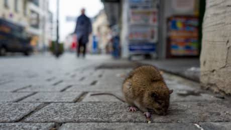 Aceste orașe se confruntă cu o invazie de șobolani, iar cauza este una singură