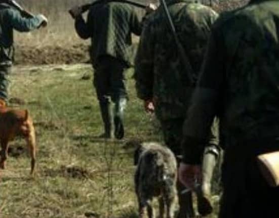 Vânătoare ilegală într-o pădure din Gorj. Doi mistreți au fost împușcați