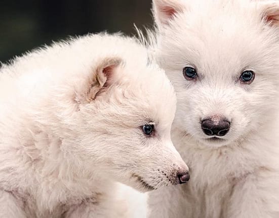 Dire Wolf, lupii preistorici giganți din Game of Thrones, aduși la viață de o companie biotech din SUA