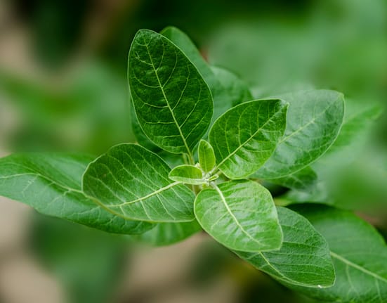 Planta care a devenit virală peste noapte: Te scapă de stres, dar îți poate distruge ficatul!