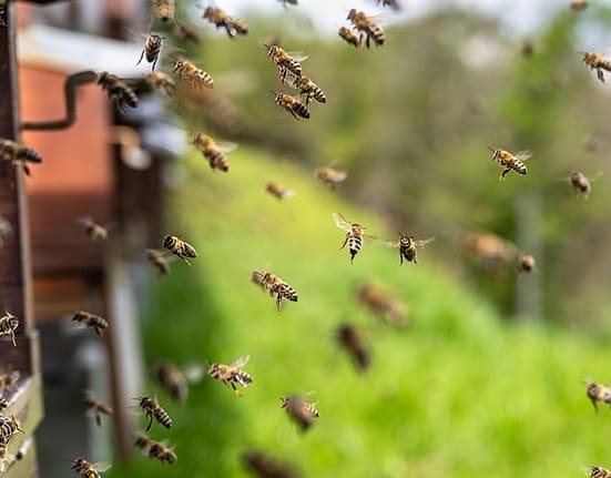 Victorie pentru albine: Justiția interzice folosirea pesticidelor controversate în agricultură